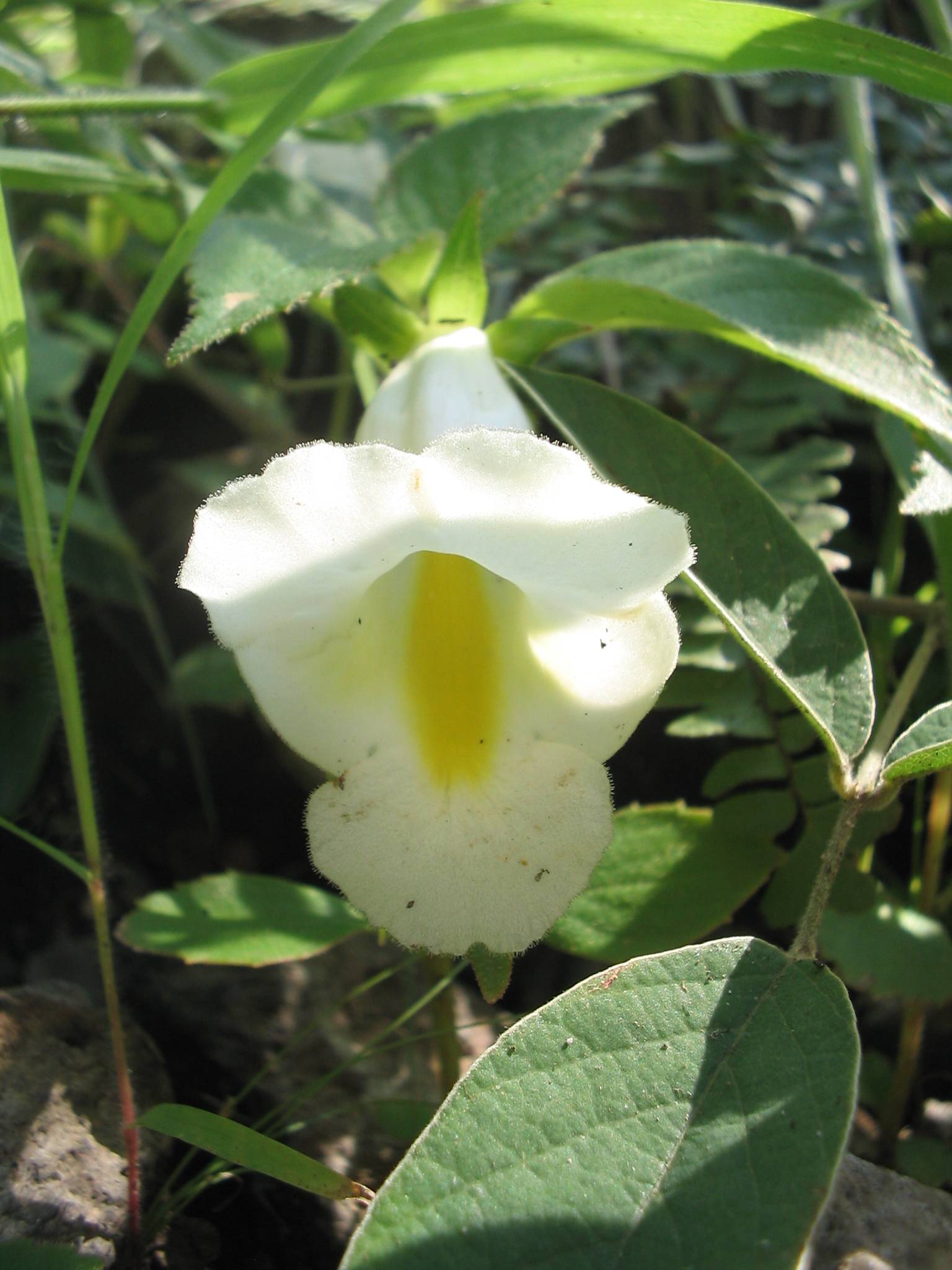 Achimenes glabrata image