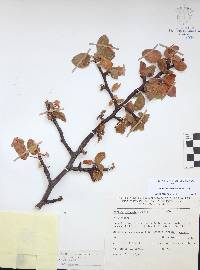 Bursera epinnata image