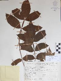 Bursera hintonii image