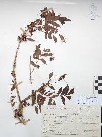 Bursera denticulata image