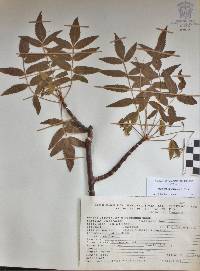 Bursera xochipalensis image