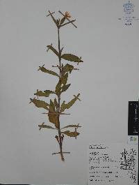 Silene noctiflora image