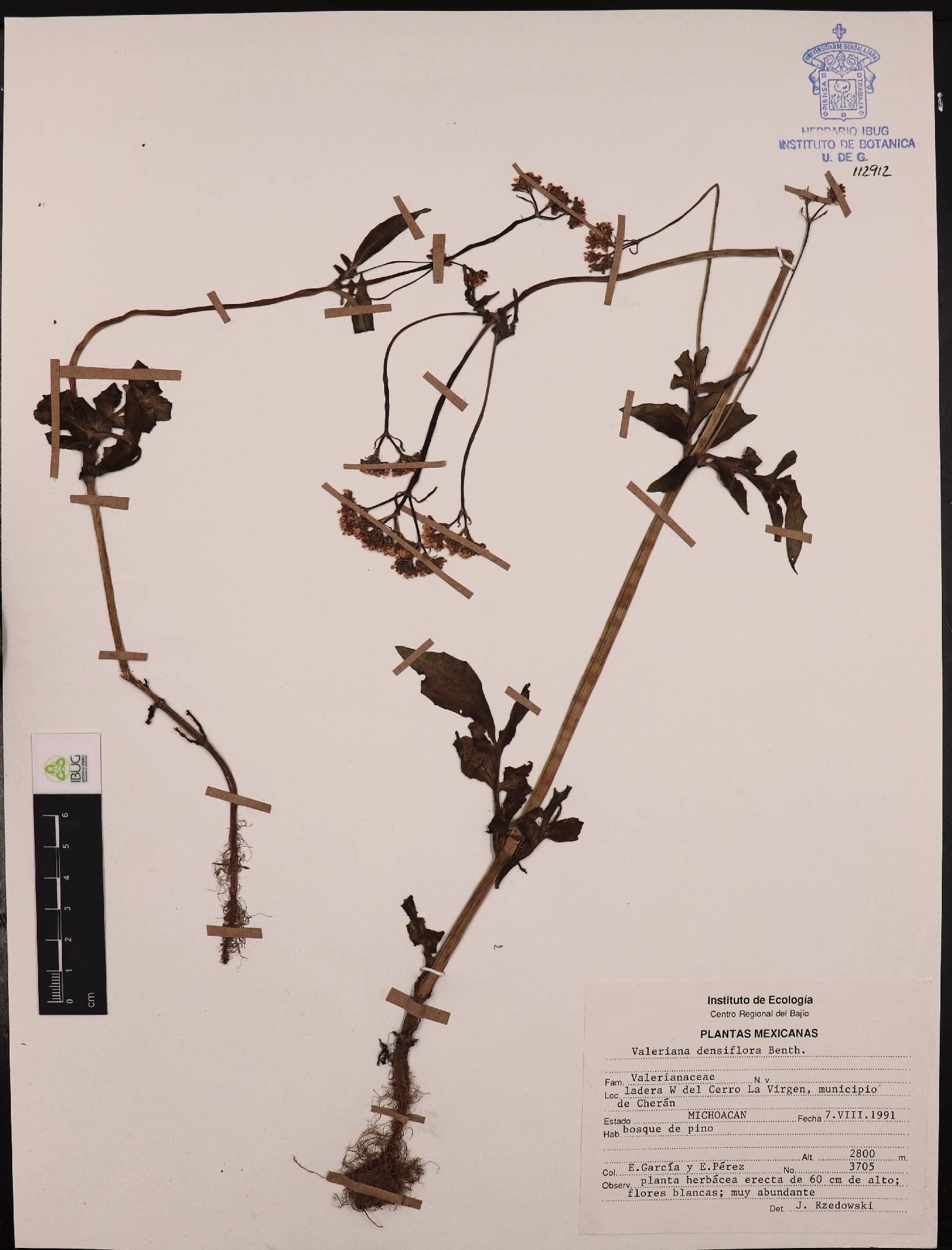 Valeriana densiflora image