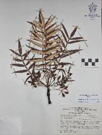 Bursera bicolor image