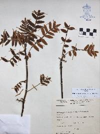 Bursera copallifera image