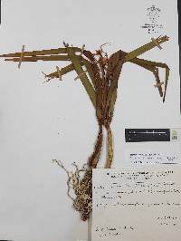 Prosthechea chondylobulbon image