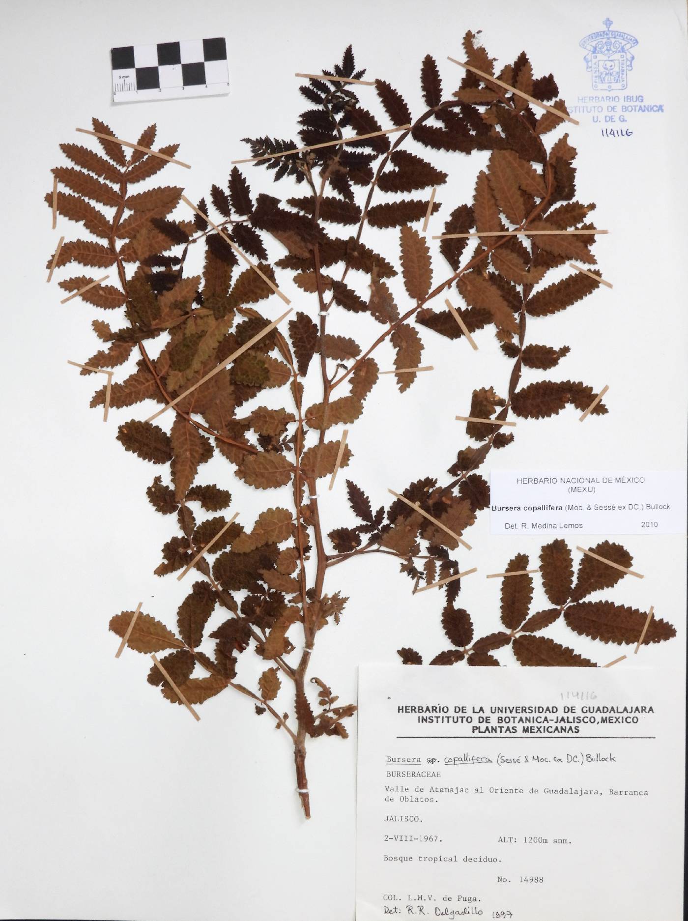 Bursera copallifera image