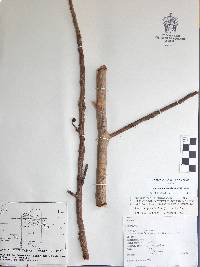 Bursera grandifolia image