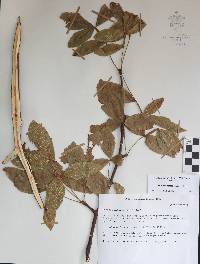 Bursera heteresthes image