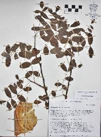 Bursera bolivarii image