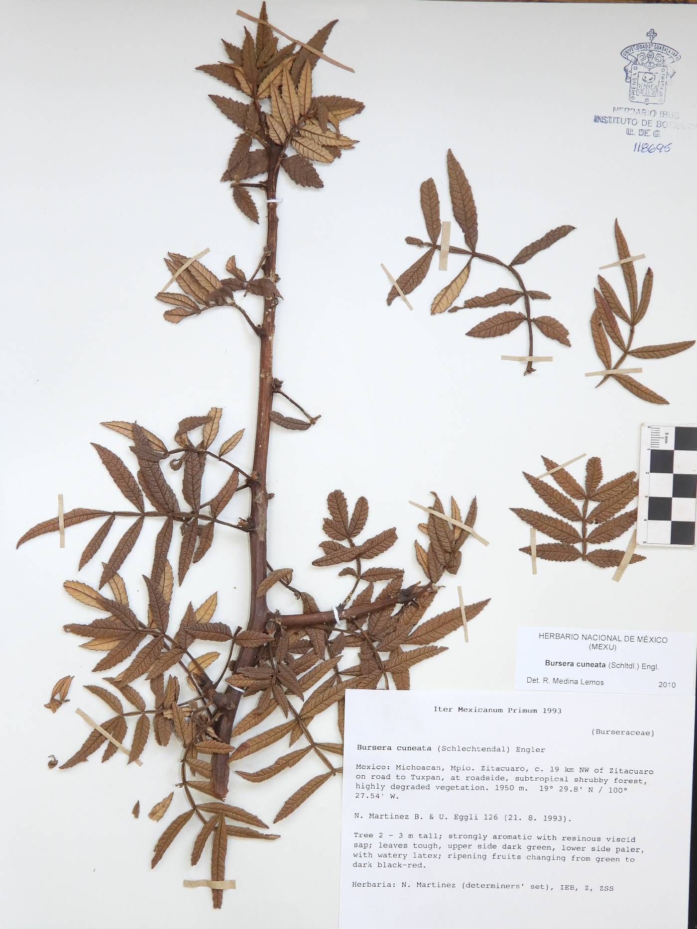 Bursera cuneata image