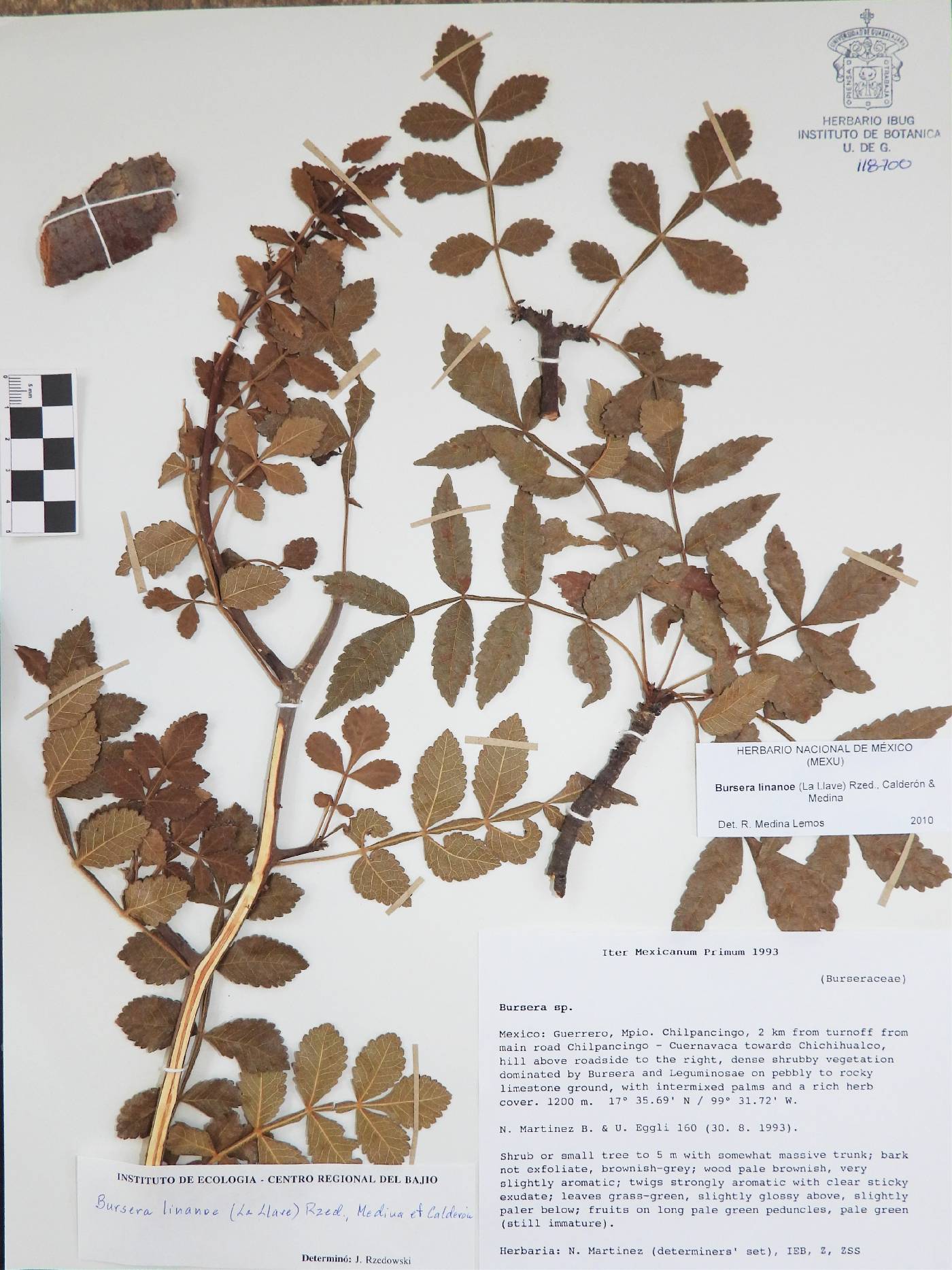 Bursera linanoe image