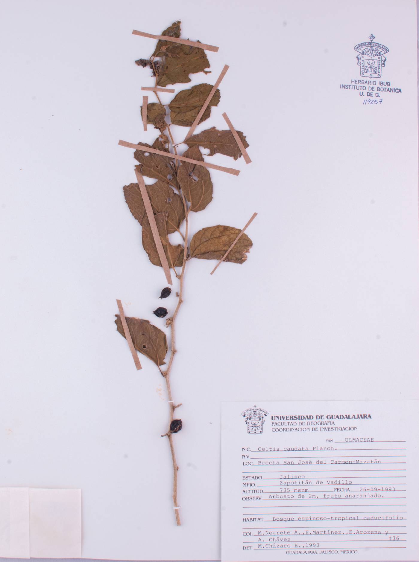 Celtis caudata image