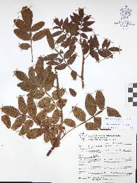 Bursera cuneata image