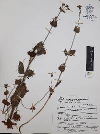 Valeriana urticifolia image