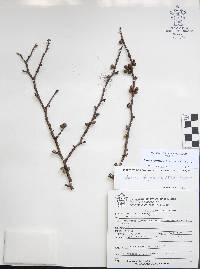 Bursera fagaroides image