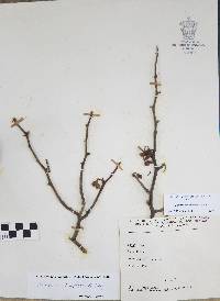 Bursera microphylla image