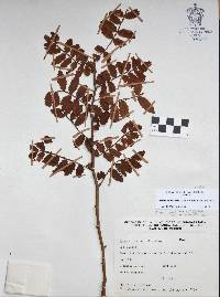 Bursera copallifera image