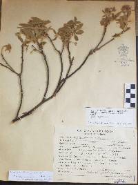 Image of Bursera subtrifoliata