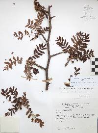 Bursera copallifera image