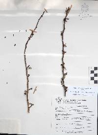 Bursera fagaroides image