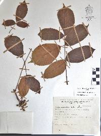 Bursera grandifolia image