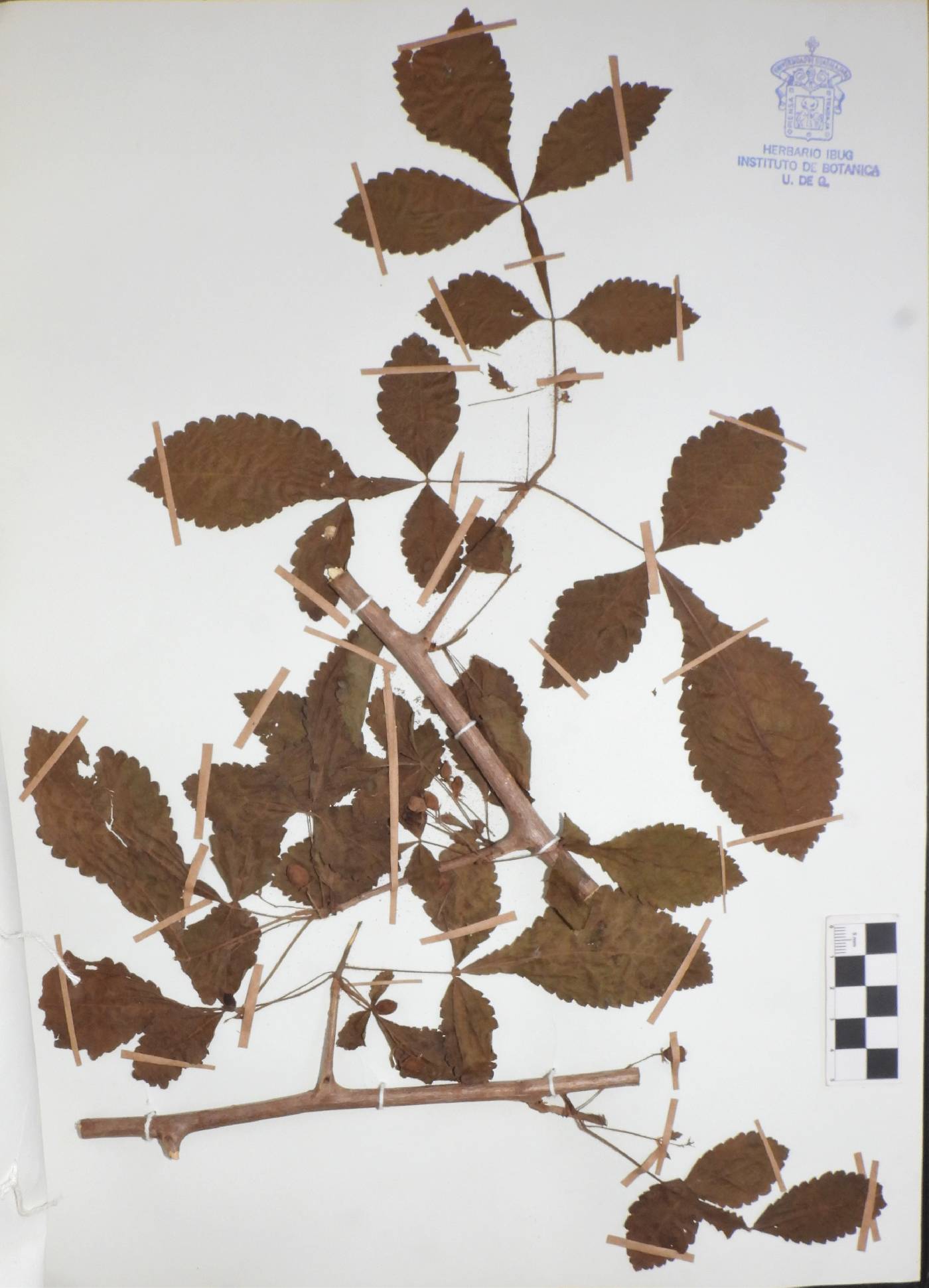 Bursera excelsa image