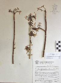 Bursera roseana image