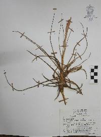 Tillandsia schiedeana image