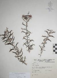 Lamourouxia longiflora image