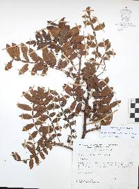 Bursera copallifera image