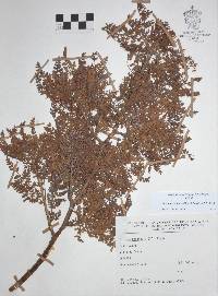 Bursera bipinnata image