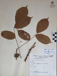 Bursera grandifolia image