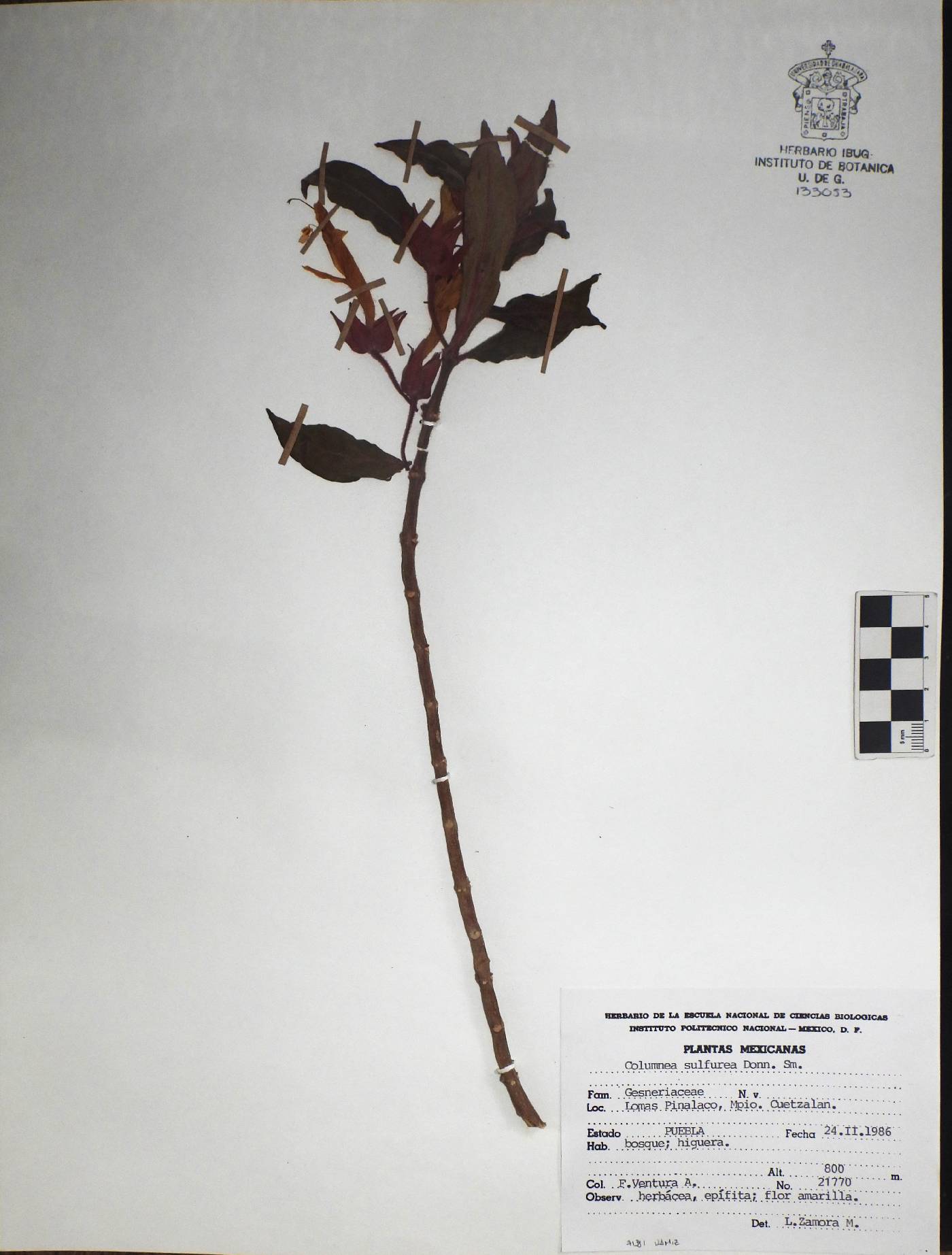 Columnea sulfurea image