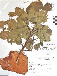 Bursera grandifolia image