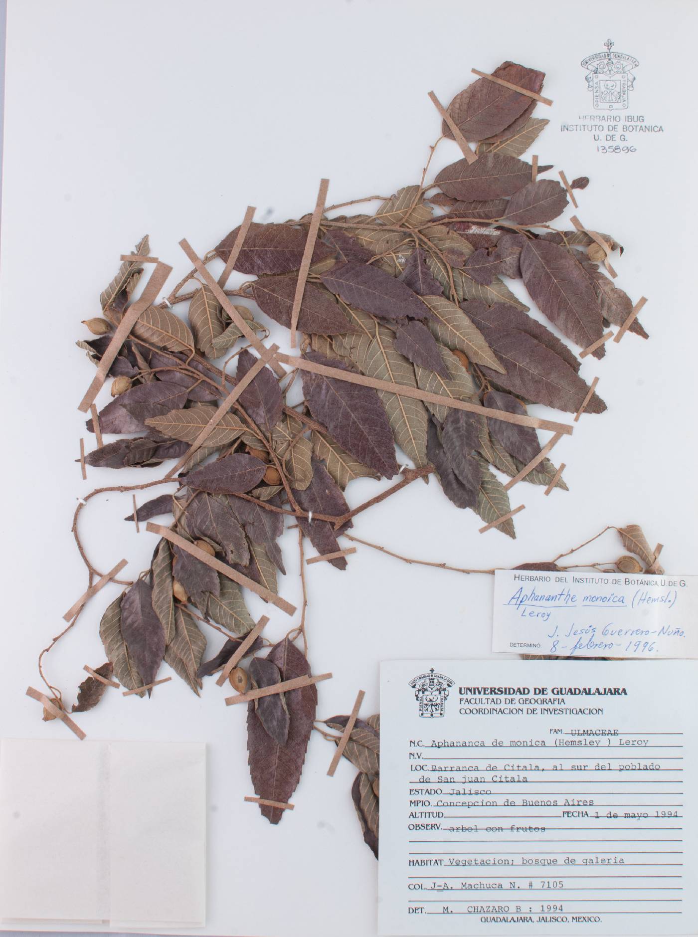 Aphananthe monoica image