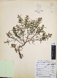 Cuphea hyssopifolia image