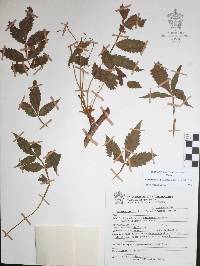 Bursera penicillata image