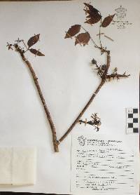 Bursera simaruba image