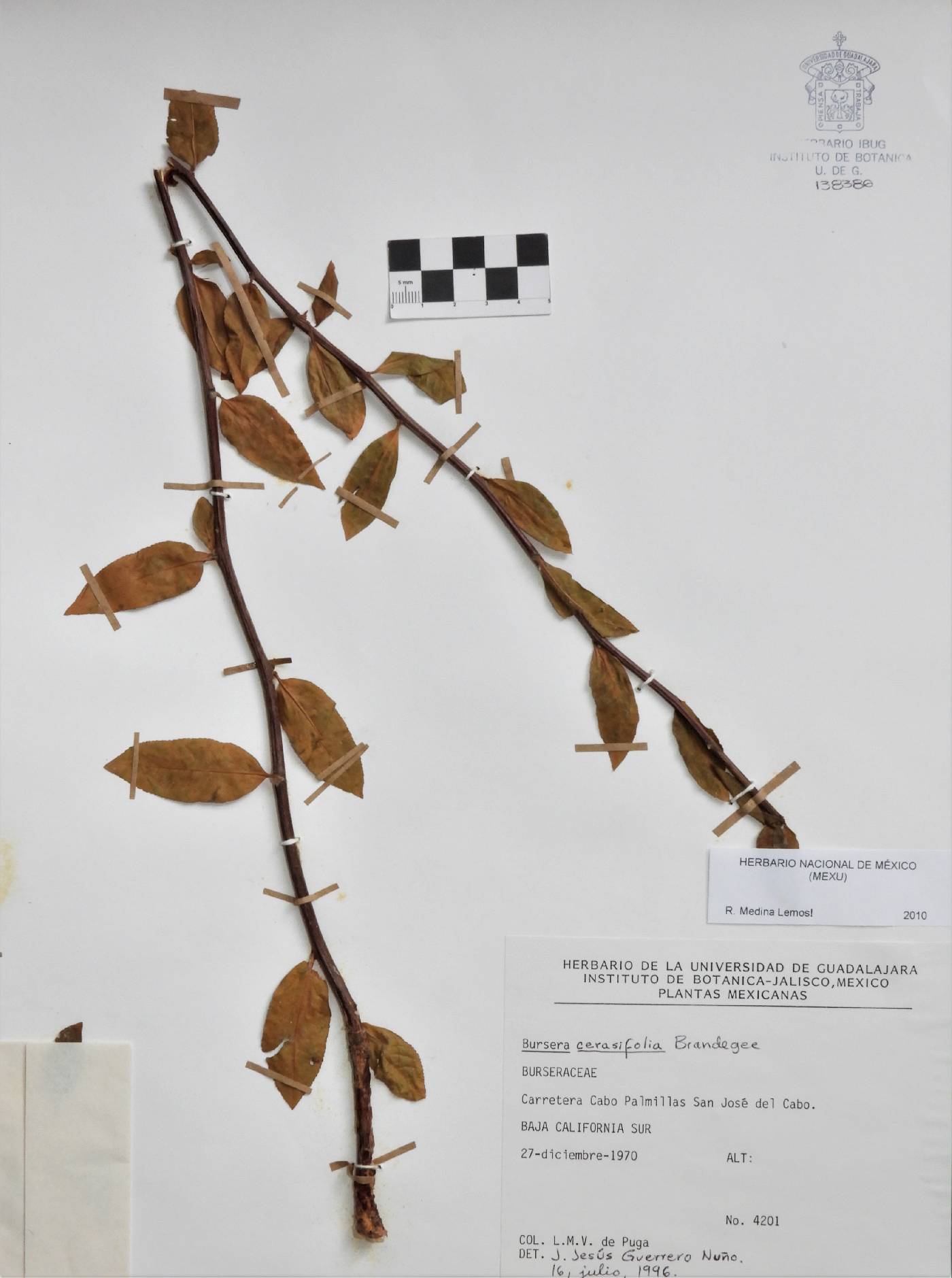 Bursera cerasifolia image