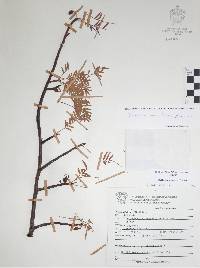 Bursera morelensis image