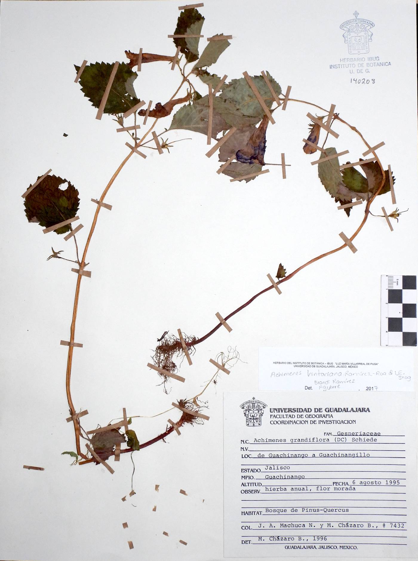 Achimenes hintoniana image