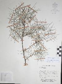 Bursera paradoxa image