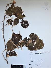 Image of Bakeridesia ferruginea