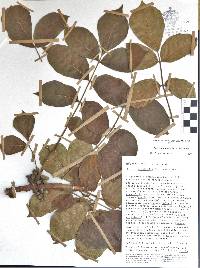 Bursera grandifolia image