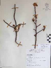 Bursera hindsiana image