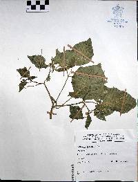 Jaltomata procumbens image