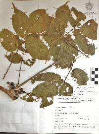 Bursera roseana image