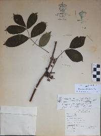 Bursera grandifolia image