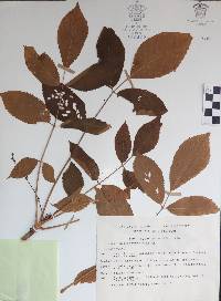 Bursera heteresthes image